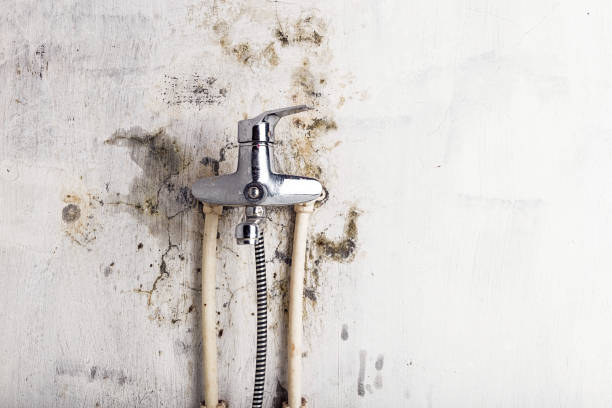 Best Emergency Mold Remediation in Hidalgo, TX