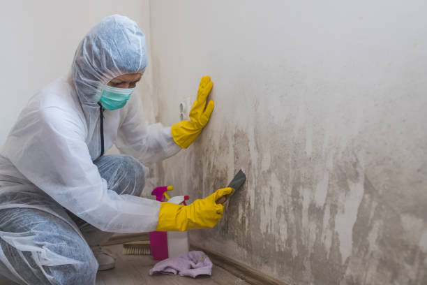 Best Attic Mold Remediation in Hidalgo, TX