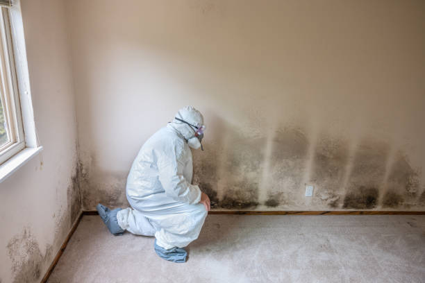 Best Mold Testing and Inspection Services in Hidalgo, TX