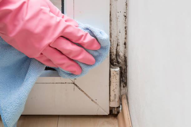 Reliable Hidalgo, TX Mold Remediation Solutions